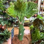Euphorbia Lactea Cristata Mermaid Cactus 10cm pot