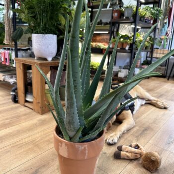 Aloe Vera 21cm Terracotta pot Houseplants air purifying