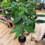 Pachira Aquatica Lucky Money Tree Large 24cm pot