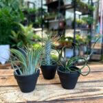 Air Plant Tillandsia Black Ceramic Pot Houseplants