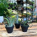 Air Plant Tillandsia Black Ceramic Pot Houseplants