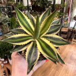 Agave Lophantha Quadricolor 13cm pot