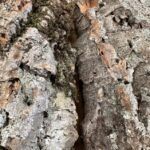 Natural Rustic Virgin Cork Bark For Terrarium Vivarium Large