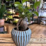 Bonsai Tree Ficus Ginseng 9cm pot
