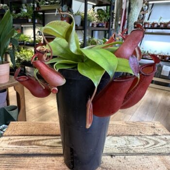 Carnivorous Nepenthes Pitcher Bloody Mary 12cm pot Carnivorous Plants Carnivorous 2