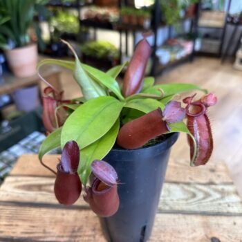Carnivorous Nepenthes Pitcher Bloody Mary 12cm pot Carnivorous Plants Carnivorous