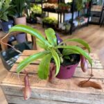 Carnivorous Nepenthes Pitcher Gaya 12cm pot