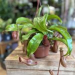 Carnivorous Nepenthes Pitcher Alata 14cm pot