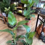 Strelitzia Nicolai Bird of Paradise 17cm pot Large