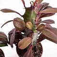 Vibrant indoor plant with striking burgundy and green leaves in a terracotta pot.