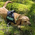 noel in the moss
