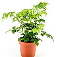 Vibrant green houseplant in a terracotta pot against a white background.