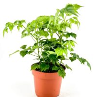 Vibrant green houseplant in a terracotta pot against a white background.