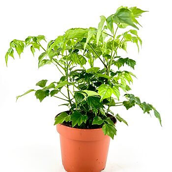 Vibrant green houseplant in a terracotta pot against a white background.