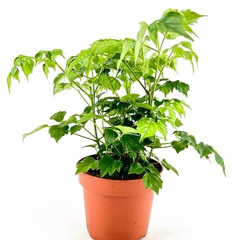 Vibrant green houseplant in a terracotta pot against a white background.