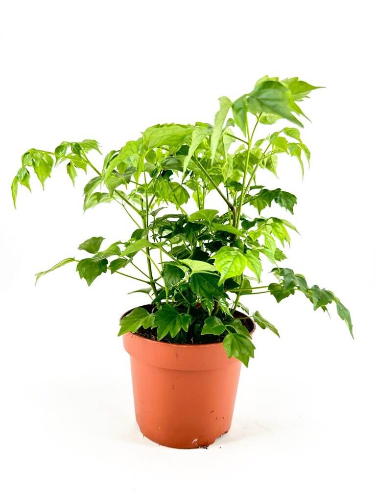 Vibrant green houseplant in a terracotta pot against a white background.