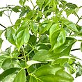 Vibrant green plant with glossy leaves on a white background.