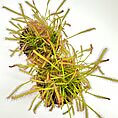 Vibrant sundew plants cluster with sticky droplets, showcasing their unique carnivorous adaptations.