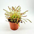 Vibrant sundew plant in a terracotta pot, showcasing sticky leaves for insect trapping.