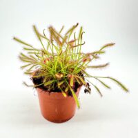 Vibrant sundew plant in a terracotta pot, showcasing sticky leaves for insect trapping.
