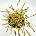 Vibrant sundew plant with spiky leaves and sticky droplets attracting insects in a pot.