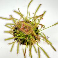 Vibrant sundew plant with spiky leaves and sticky droplets attracting insects in a pot.