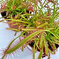 Vibrant sundew plants in close arrangement, showcasing their unique, glistening leaves and insect-catching ability.