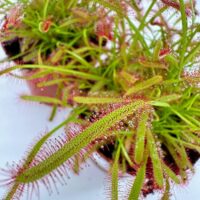 Vibrant sundew plants in close arrangement, showcasing their unique, glistening leaves and insect-catching ability.