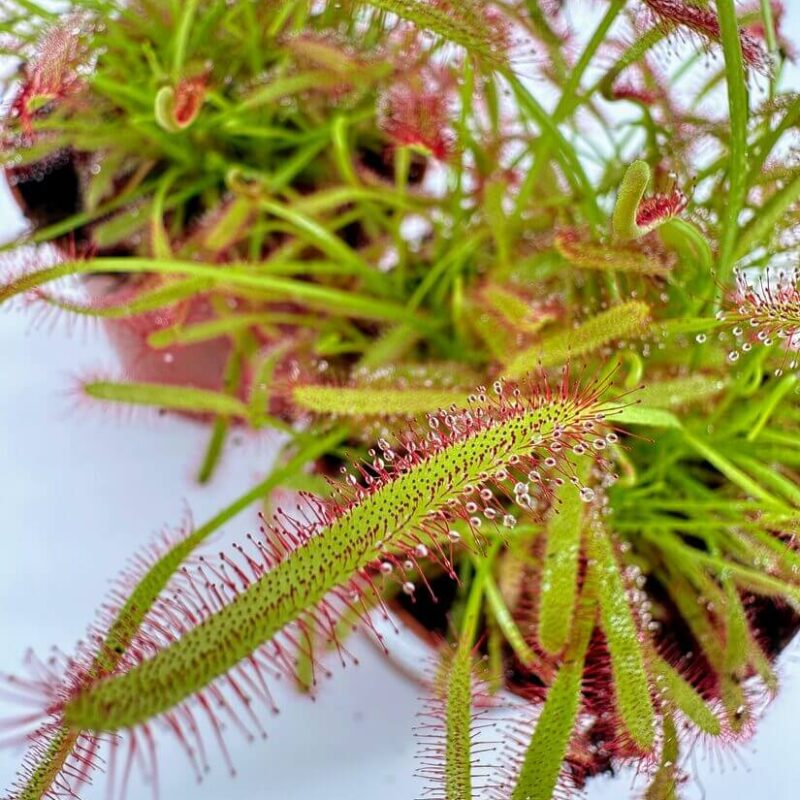 Captivating Sundews: Natures Enchanted Insect Trappers Vibrant sundew plants in close arrangement, showcasing their unique, glistening leaves and insect-catching ability.