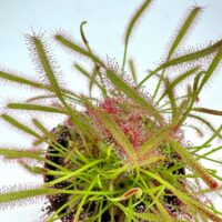 Vibrant sundew plants showcase intricate, carnivorous adaptations with dew-covered leaves in a modern display.