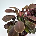 Lush green plant with vibrant foliage showcasing glossy leaves in shades of burgundy and maroon.