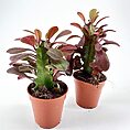 Vibrant succulent plants in terracotta pots, showcasing rich colours and healthy growth.