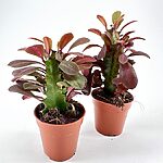 Trigona Rubra Euphorbia African Milk Tree Cactus