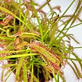 Close-up of a vibrant sundew plant with glistening dew and carnivorous tentacles.