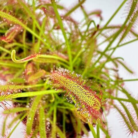Close-up of a vibrant sundew plant with glistening dew and carnivorous tentacles.