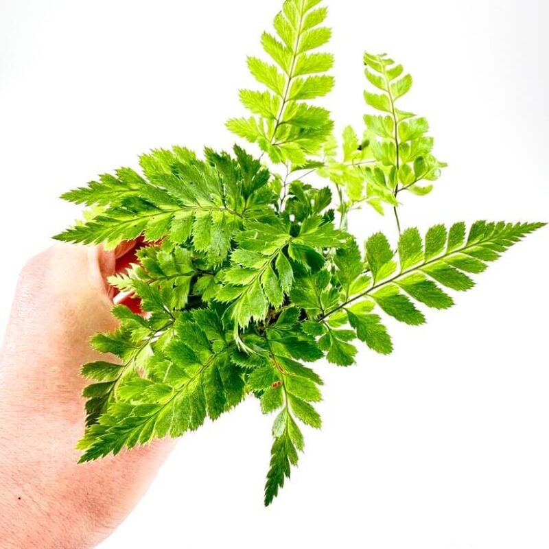 Variegata Rumohra Adiantiformis Leatherleaf Fern Variegata Rumohra Adiantiformis Leatherleaf Fern