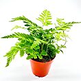Variegata Rumohra Adiantiformis Leatherleaf Fern