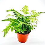 Variegata Rumohra Adiantiformis Leatherleaf Fern