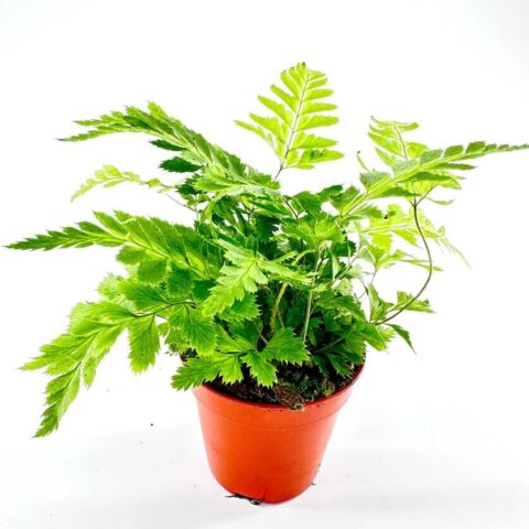 Variegata Rumohra Adiantiformis Leatherleaf Fern