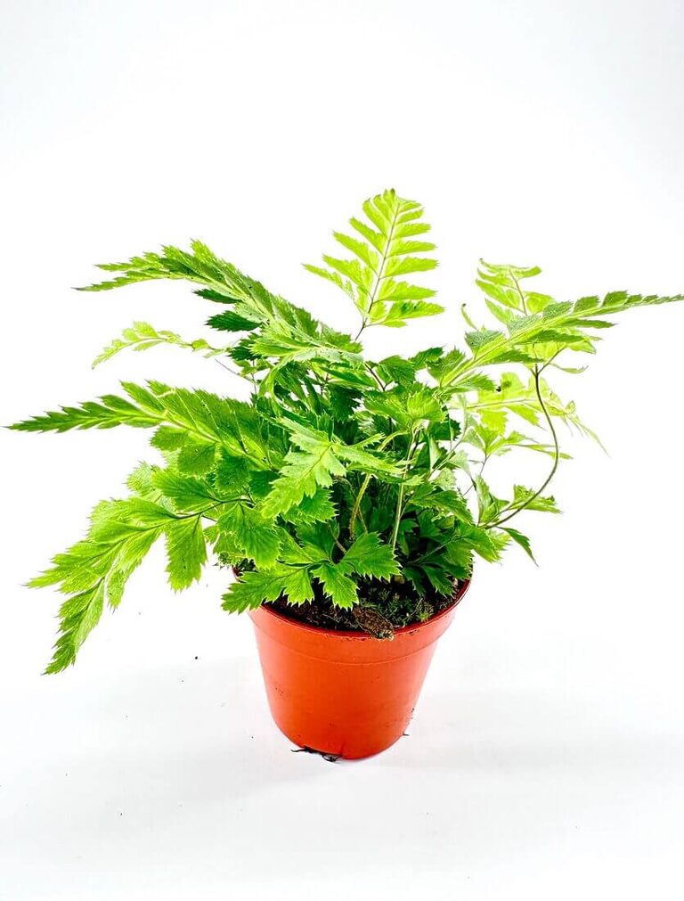 Variegated Leatherleaf Fern compact houseplant perfect for terrariums shelves and small indoor spaces