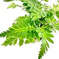 Variegata Rumohra Adiantiformis Leatherleaf Fern