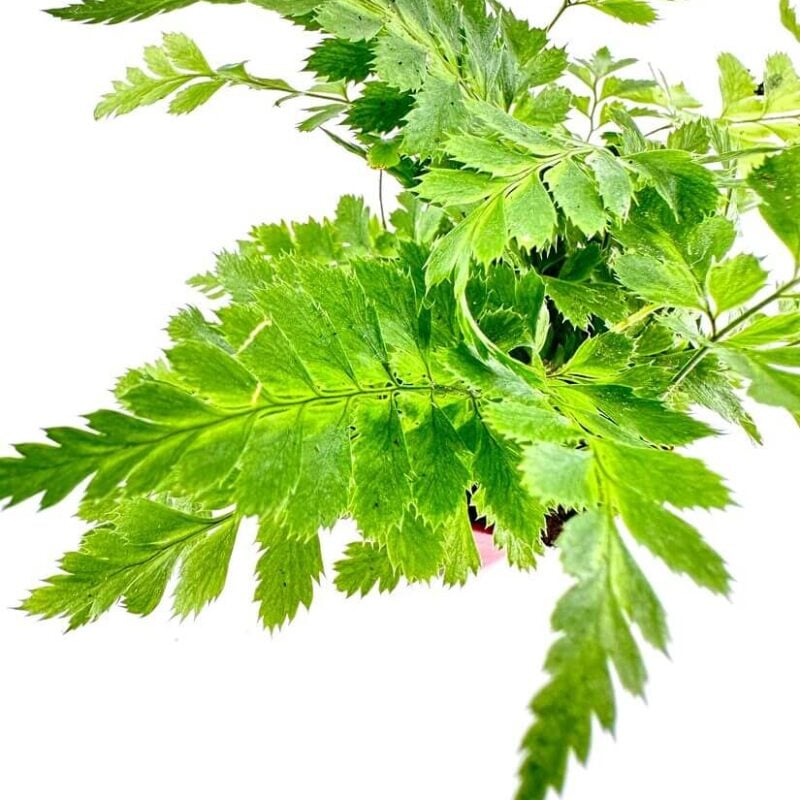 Variegata Rumohra Adiantiformis Leatherleaf Fern Variegata Rumohra Adiantiformis Leatherleaf Fern