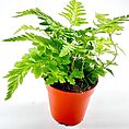 Variegata Rumohra Adiantiformis Leatherleaf Fern