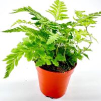 Variegata Rumohra Adiantiformis Leatherleaf Fern