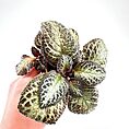 Episcia Terrarium Houseplant