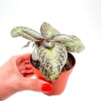 Episcia Terrarium Houseplant