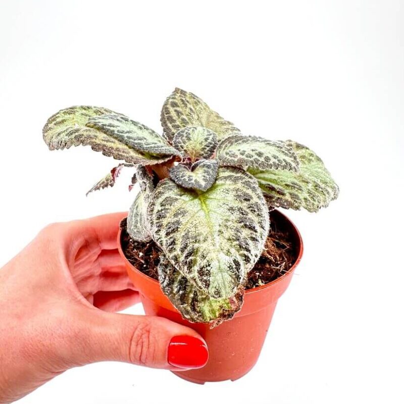 Episcia Terrarium Houseplant Episcia Terrarium Houseplant