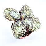 Episcia Cupreata Flame Violet