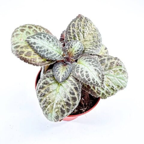 Episcia Terrarium Houseplant