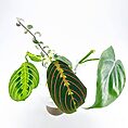 cuttings